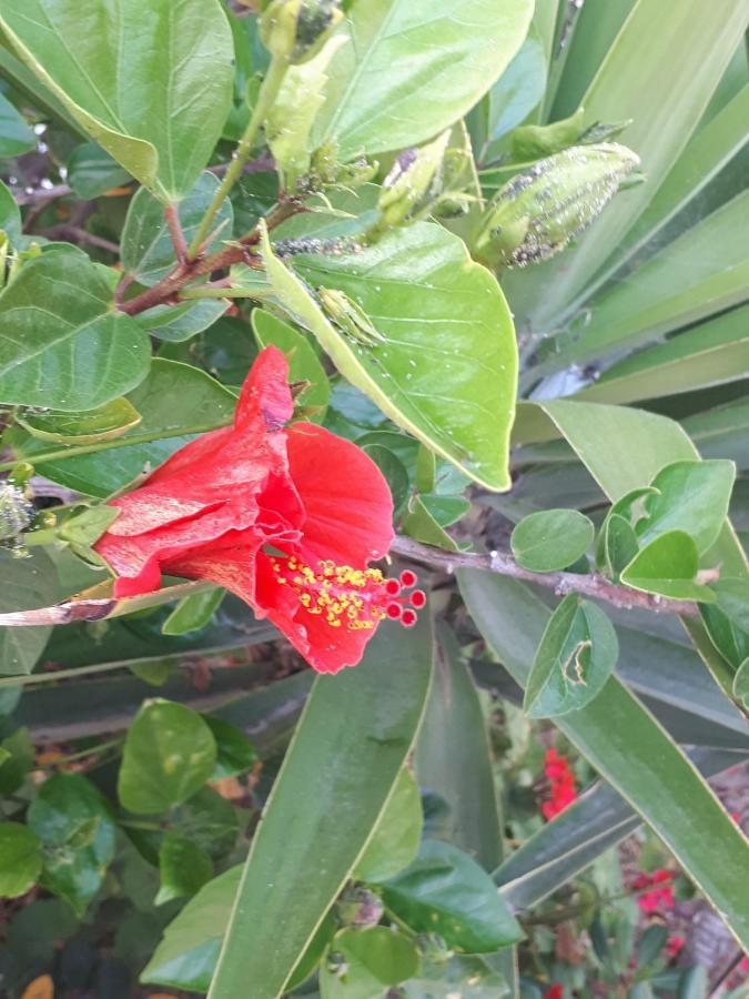 מלון אולברה The Jasmine House מראה חיצוני תמונה